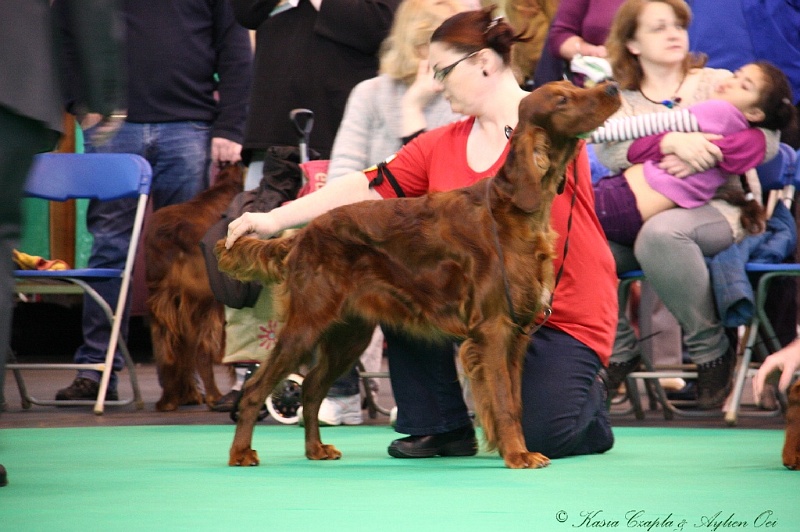 Crufts2011 196.jpg